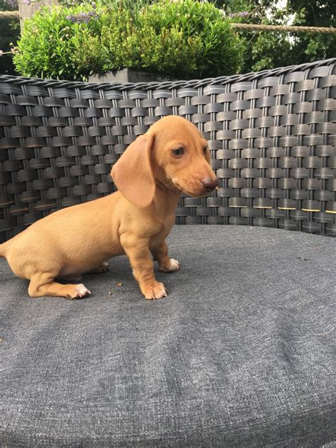 3 B & C Kennels. . Dachshund puppies for sale kentucky